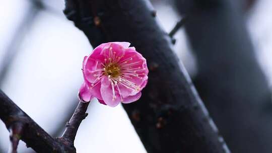 雪中梅花 雨中腊梅花 红色腊梅 0994