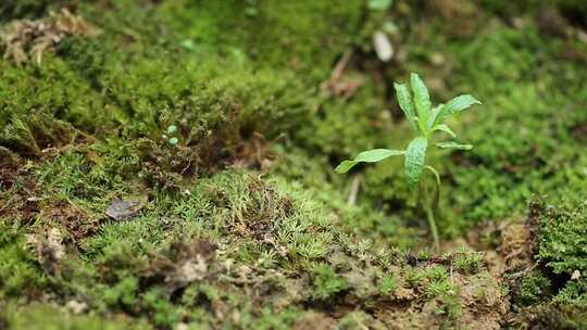 苏州本色美术馆 青苔小草