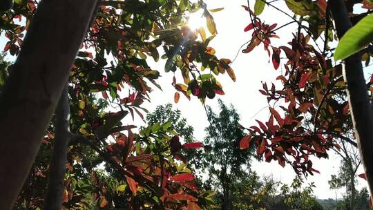 早晨阳光透过树叶 