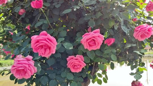 湖南衡阳金甲玫瑰园玫瑰花视频素材模板下载