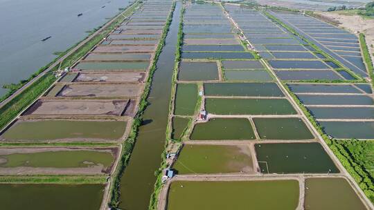 浙江绍兴上虞大型虾苗场,鱼苗场