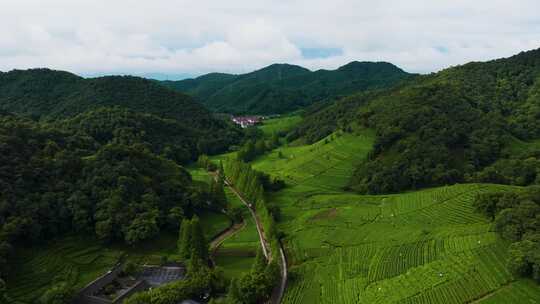 杭州西湖龙井茶园梅家坞清新茶山