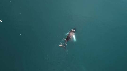 4k航拍格陵兰岛鲸鱼船行驶冰川合集