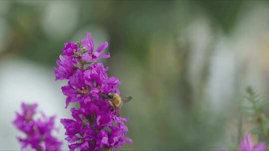 蜜蜂，授粉，花卉，花园