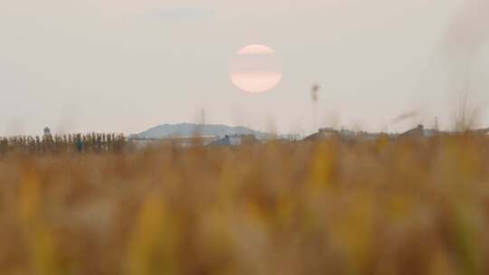 东北的秋季稻田夕阳落日美景