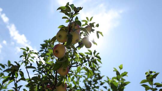 蓝天下实拍果园里成熟的苹果