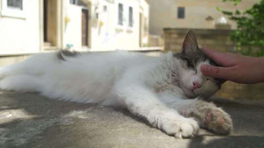 无家可归的白人和灰色的猫睡在街上