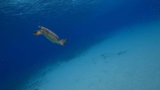 海龟，海洋，海洋生物，水下