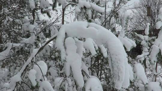 雪花落在树枝上视频素材模板下载