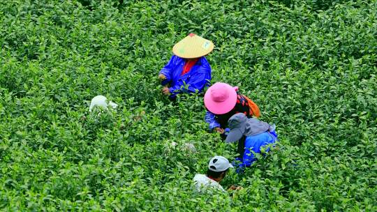 航拍茶园采茶工 航拍山区茶山 采茶人