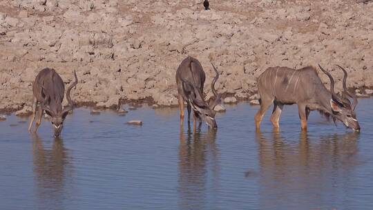 在水坑喝水的杜羚羊