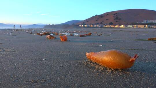 海滩上的海藻生物