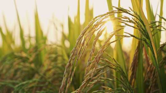 稻田稻谷稻穗水稻特写
