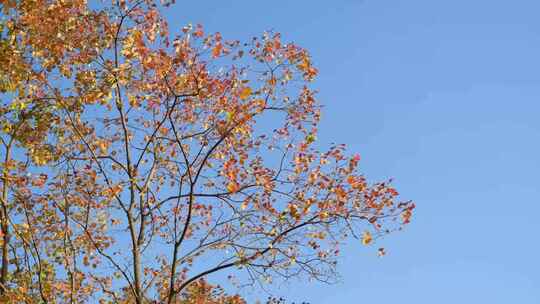 秋天红黄绿各种树叶