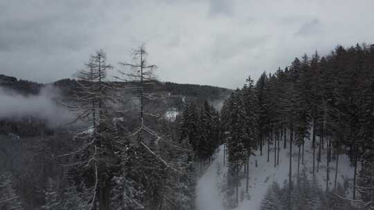 针叶树，山，雪，雾