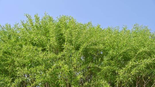 春天随春风摆动的绿色杨柳柳树枝头特写