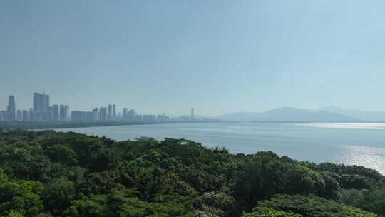 深圳湾红树林航拍福田红树林海滨生态公园视频素材模板下载