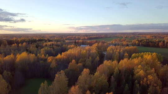 秋天，阳光照耀着金色的树顶，从树上升起的空中拍摄