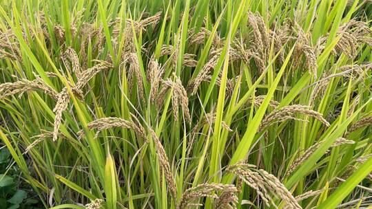 稻田小麦农作物农业4K实拍视频素材模板下载