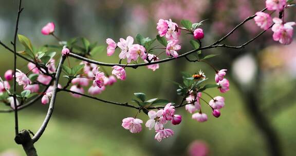 西湖海棠花