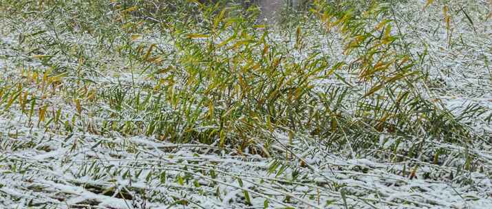 芦苇蒲草枯萎冬季大雪