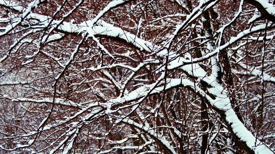 冬天下雪雪花飘飞到树枝上视频素材模板下载