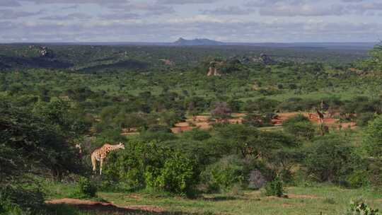 Giraffe，Safari，森林，肯尼