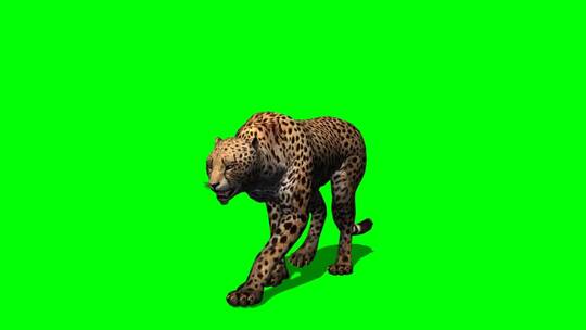 绿幕-动物-豹子行走放大版