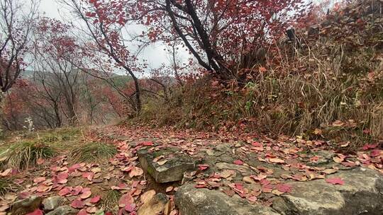 济南南部山区天井峪村红叶满山