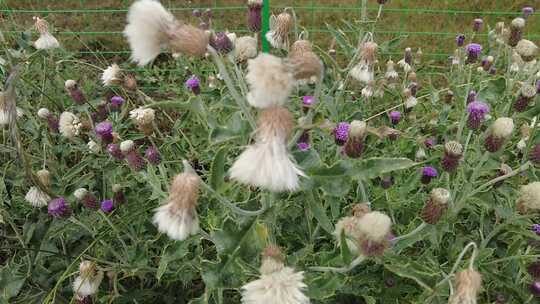 鲜花花朵蜜蜂采蜜实拍