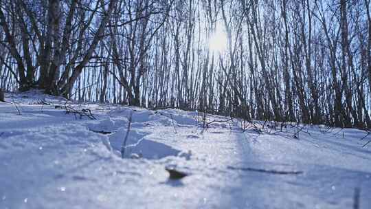 冬季森林白桦林蓝天白云雪景