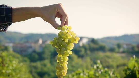 【6镜头合集】葡萄园采摘葡萄酿造葡萄酒视频素材模板下载