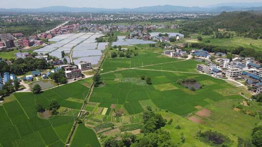 航拍绿色农田水稻种植