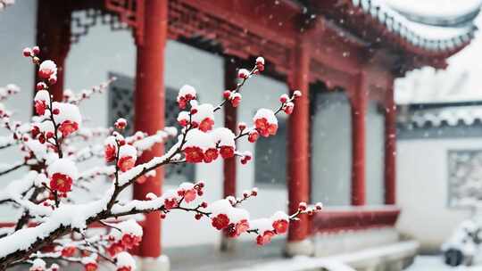 古建筑前雪中红梅特写