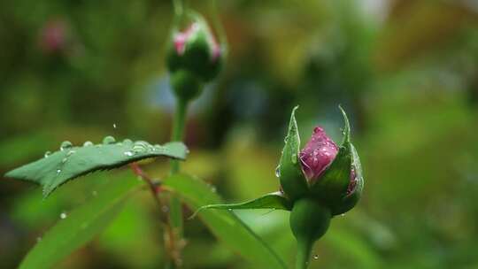 春天下雨天红色玫瑰花花朵背景的花蕾特写
