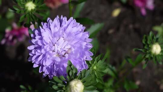 紫色的菊花