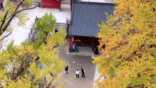 航拍平顶山文殊寺银杏