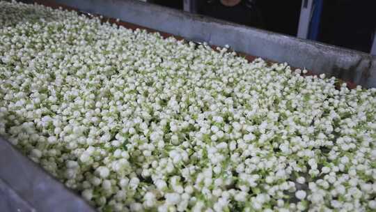 升格慢动作微距特写茉莉花与茉莉花茶制作