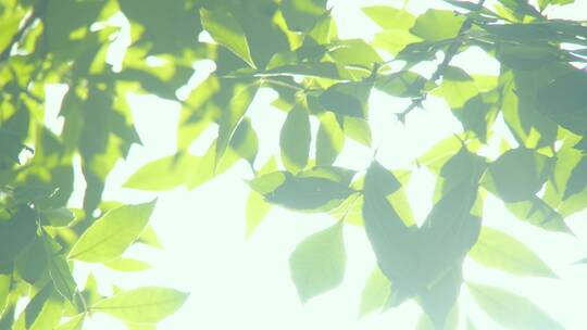 夏天阳光树叶唯美空镜头意境植物视频素材模板下载