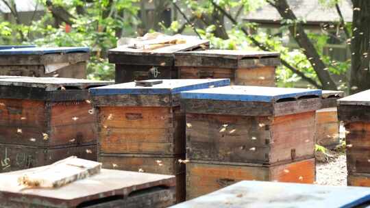 养蜂 蜂蜜 蜜蜂 蜜蜂养殖 群峰
