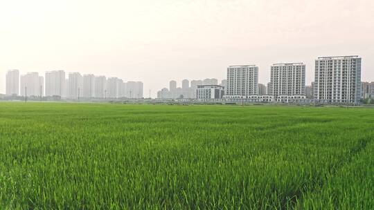 城市建筑与农田自然风光