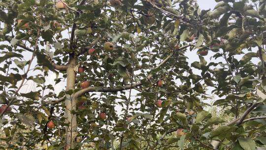 【镜头合集】4K果树苹果采摘园摘苹果