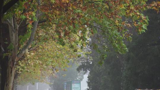 深秋雨天空镜