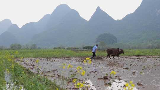 农民牵牛耕地的春耕景象