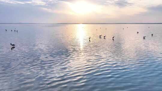 湖面夕阳下的鸟类栖息景象