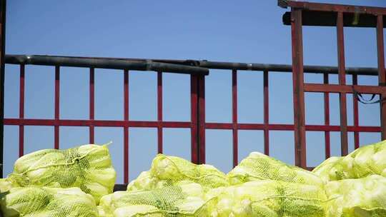 货车上装载的网袋大白菜