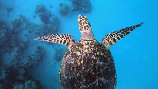 热带海龟