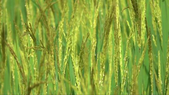 微风吹过绿色的稻田