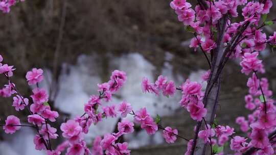 沕沕水生态风景区 梅花 粉色 植物 景色