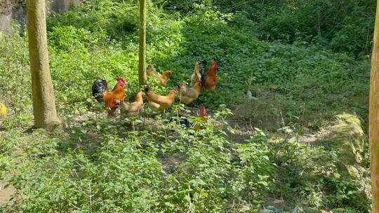农村生态自然土鸡鸭鹅湖边森林养殖放养鸡鸭